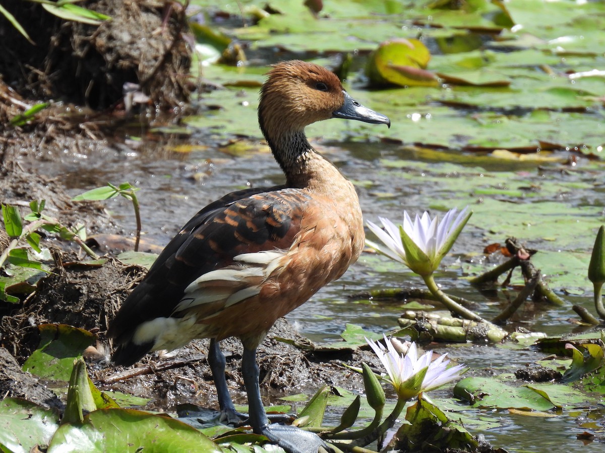 Fulvous Whistling-Duck - ML614020057