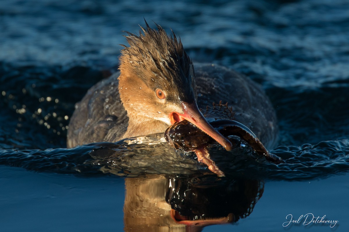 Red-breasted Merganser - Detcheverry Joël