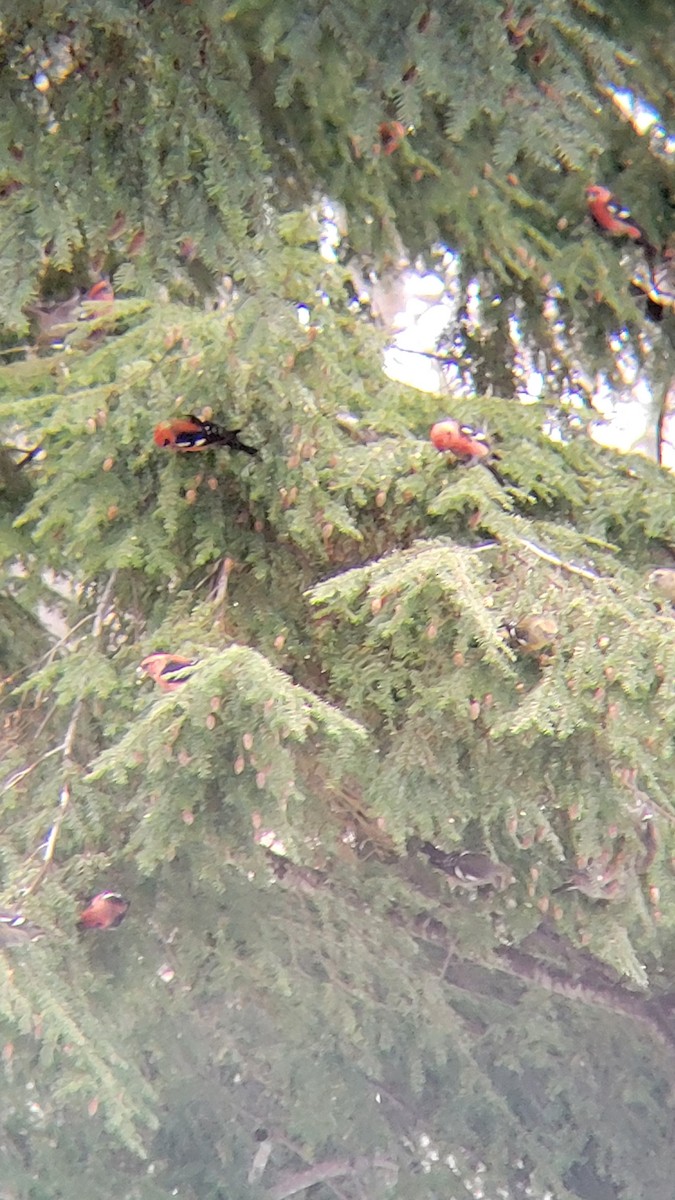 White-winged Crossbill - ML614020113