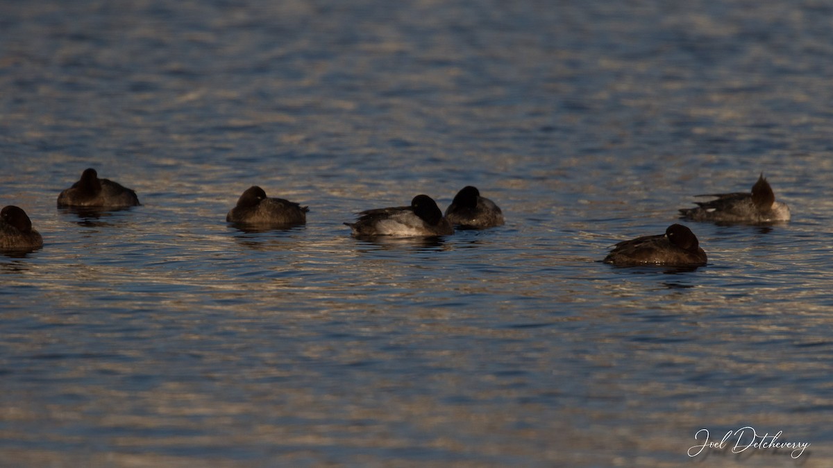 Greater Scaup - Detcheverry Joël