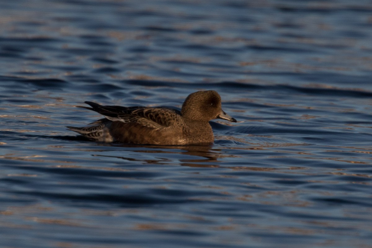 Eurasian Wigeon - ML614020123