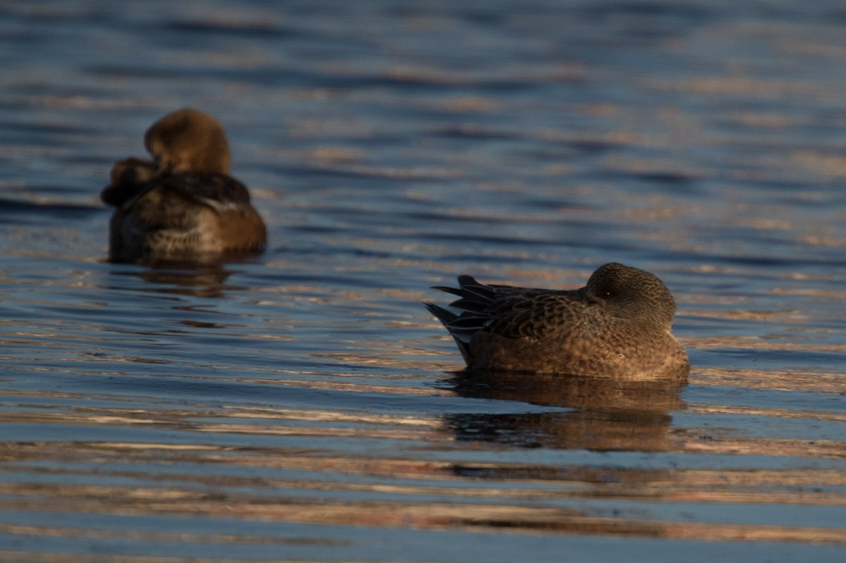 Canard d'Amérique - ML614020127