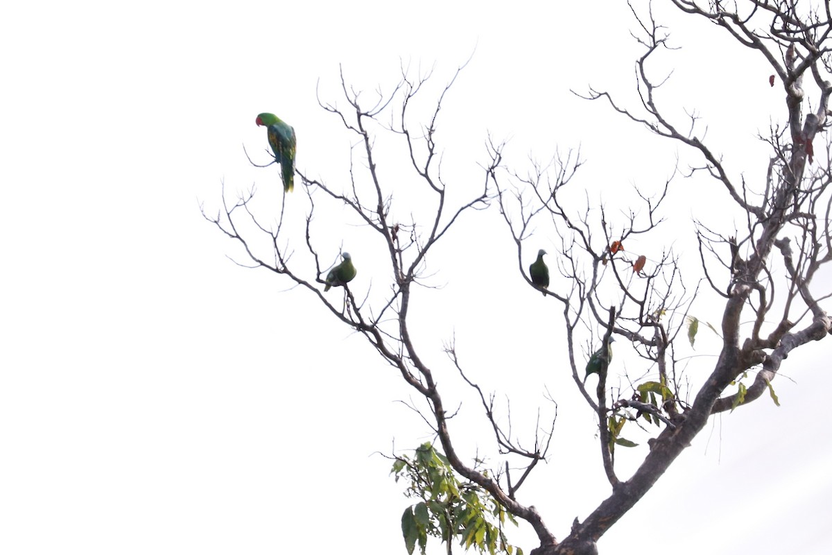 Gray-headed Fruit-Dove - ML614020161