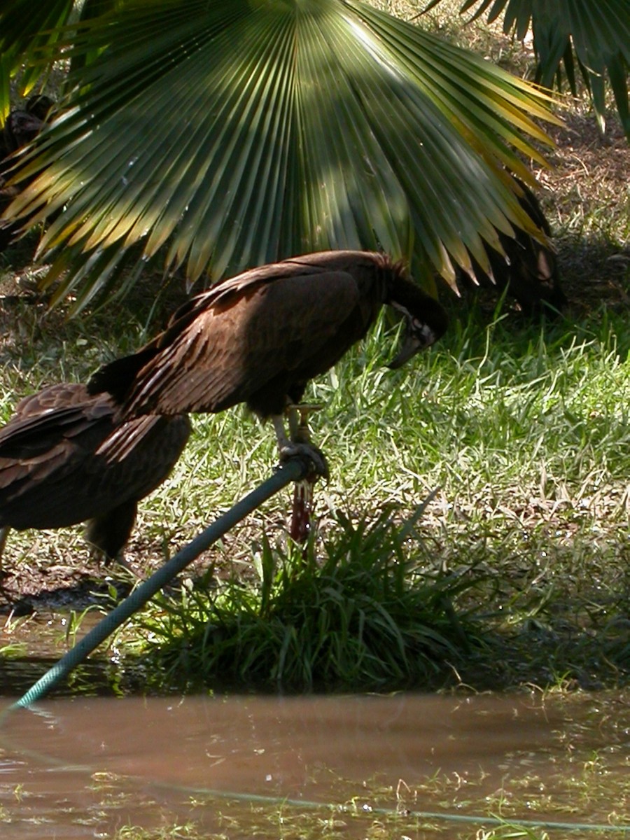 Hooded Vulture - ML614020185