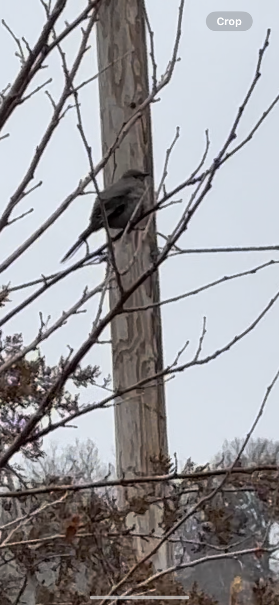 Townsend's Solitaire - ML614020352