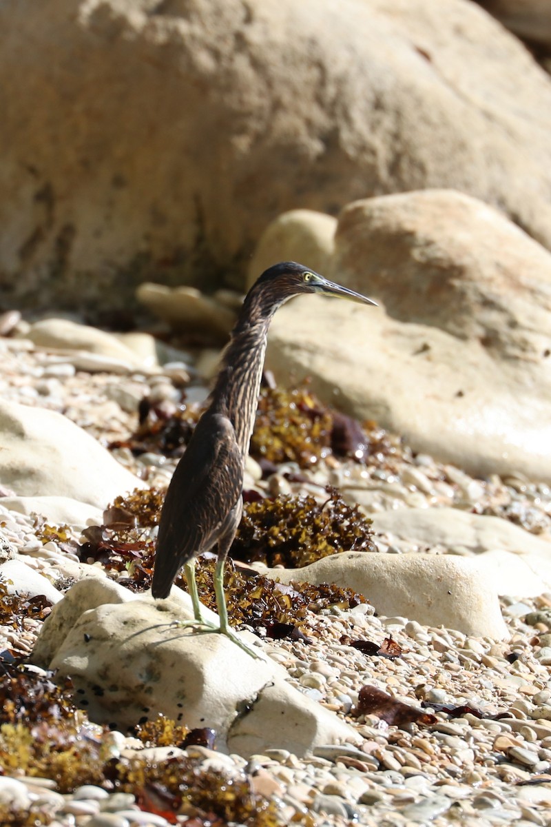 Striated Heron - ML614020373