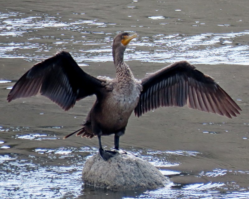 Double-crested Cormorant - greg slak