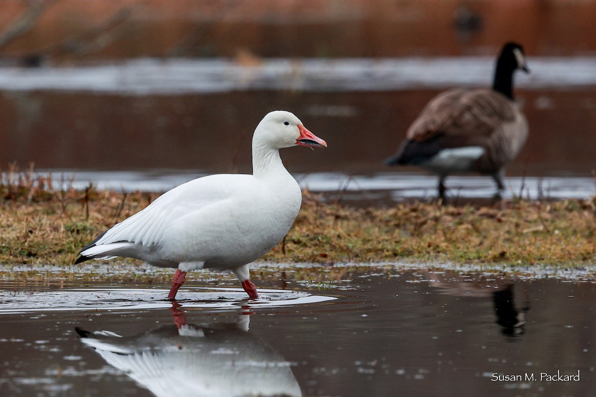 Snow Goose - ML614020389