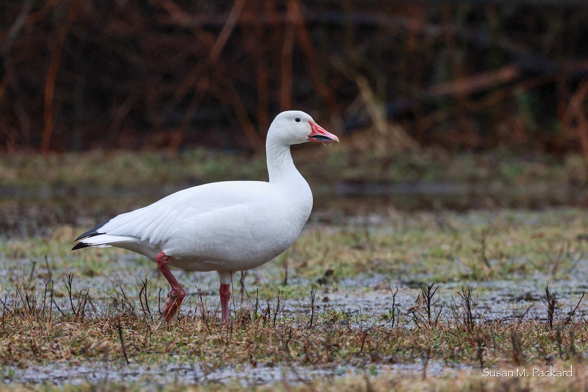 Snow Goose - Susan Packard