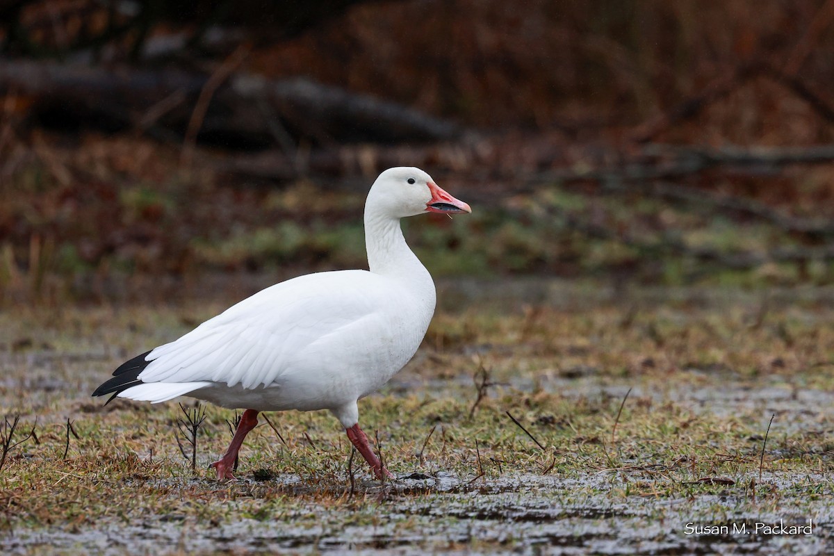 Snow Goose - ML614020392