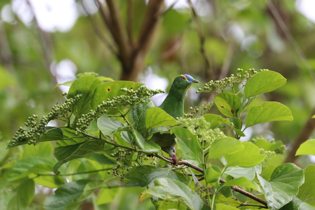 Blue-capped Fruit-Dove - ML614020417