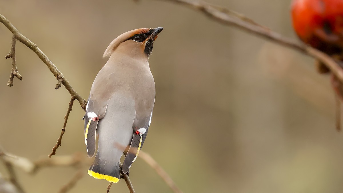 Bohemian Waxwing - birol hatinoğlu