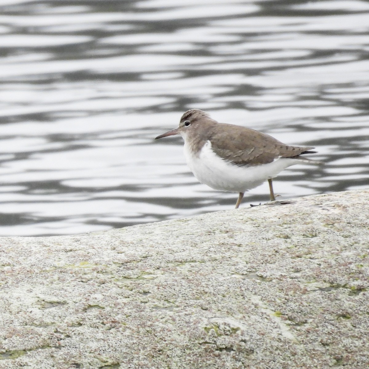 Spotted Sandpiper - ML614020535