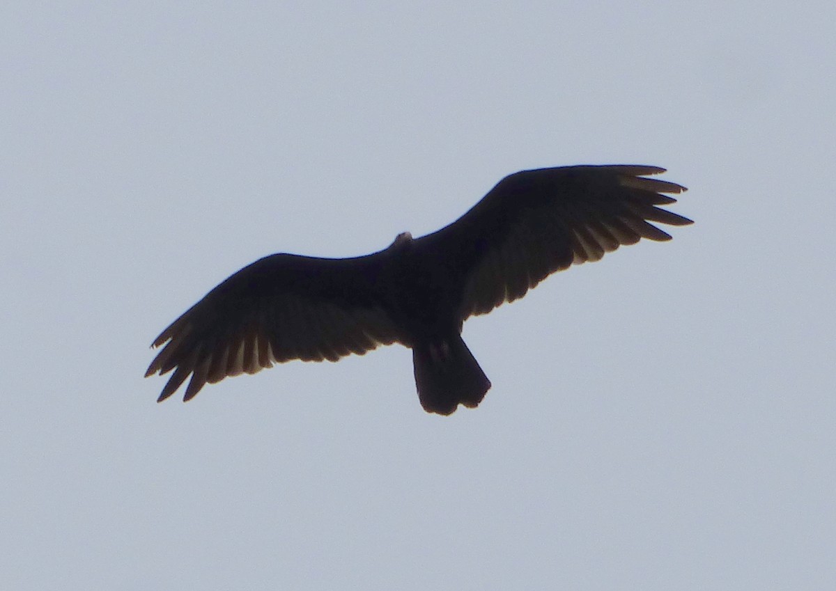 Turkey Vulture - ML614020603