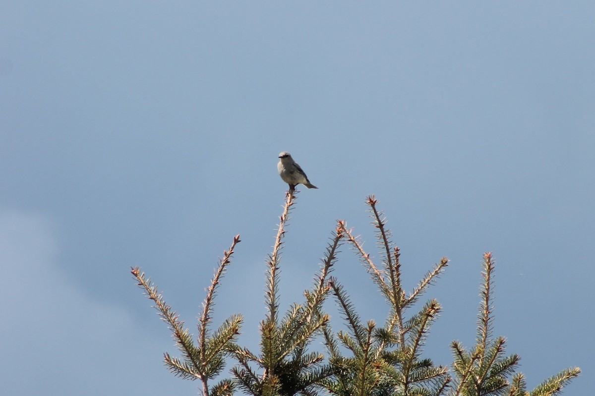 Mountain Bluebird - ML614020662