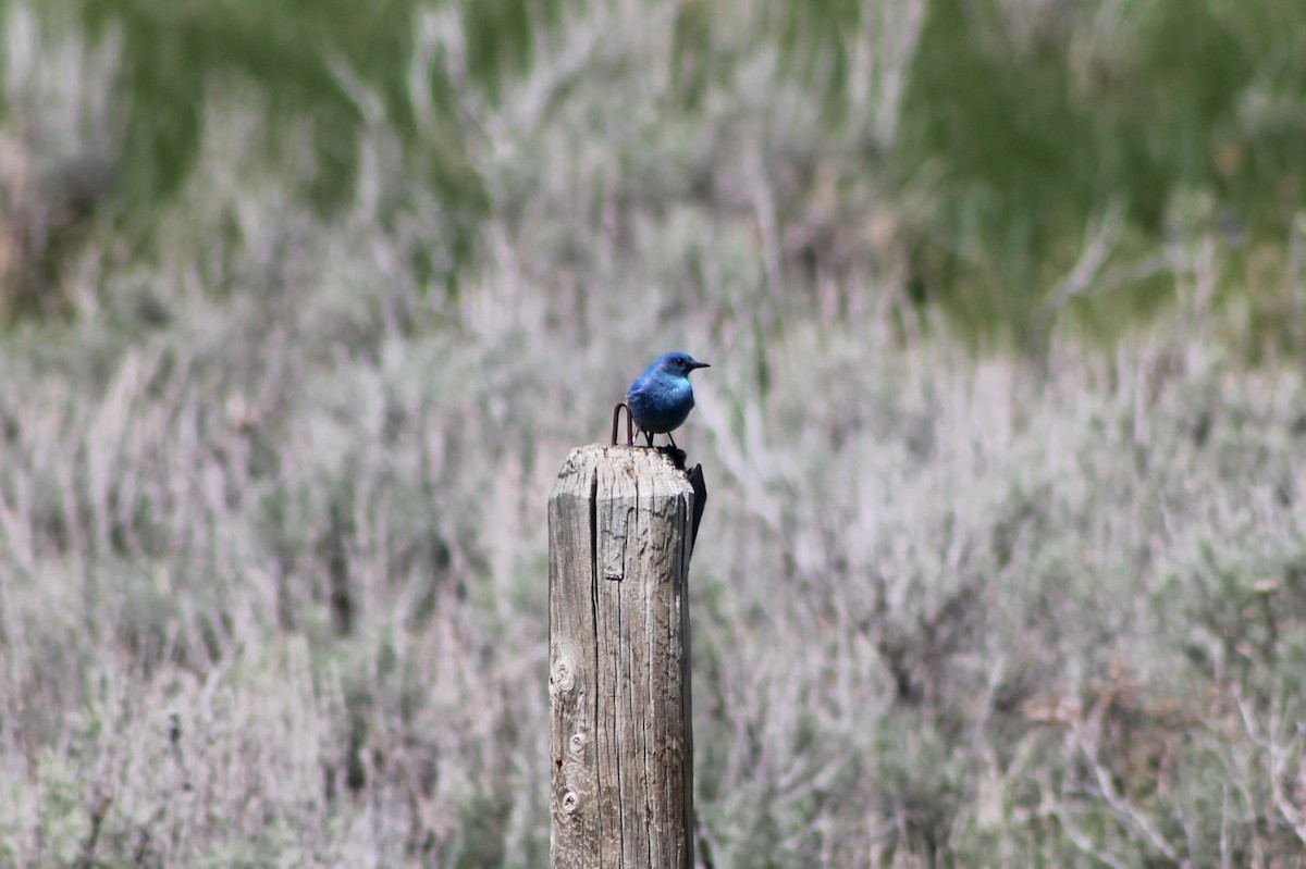 Mountain Bluebird - ML614020663