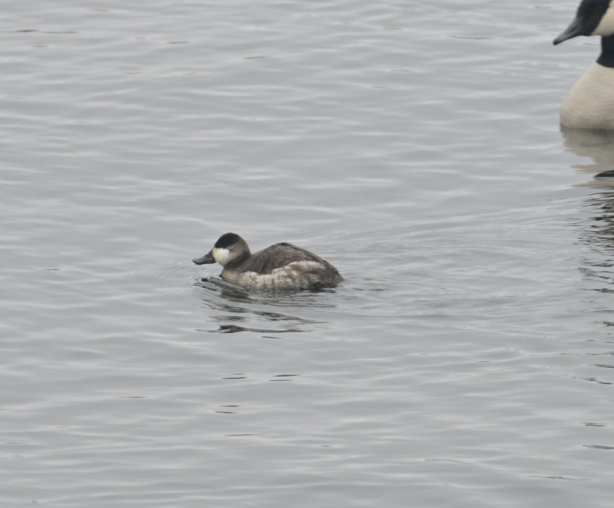 Ruddy Duck - ML614020697