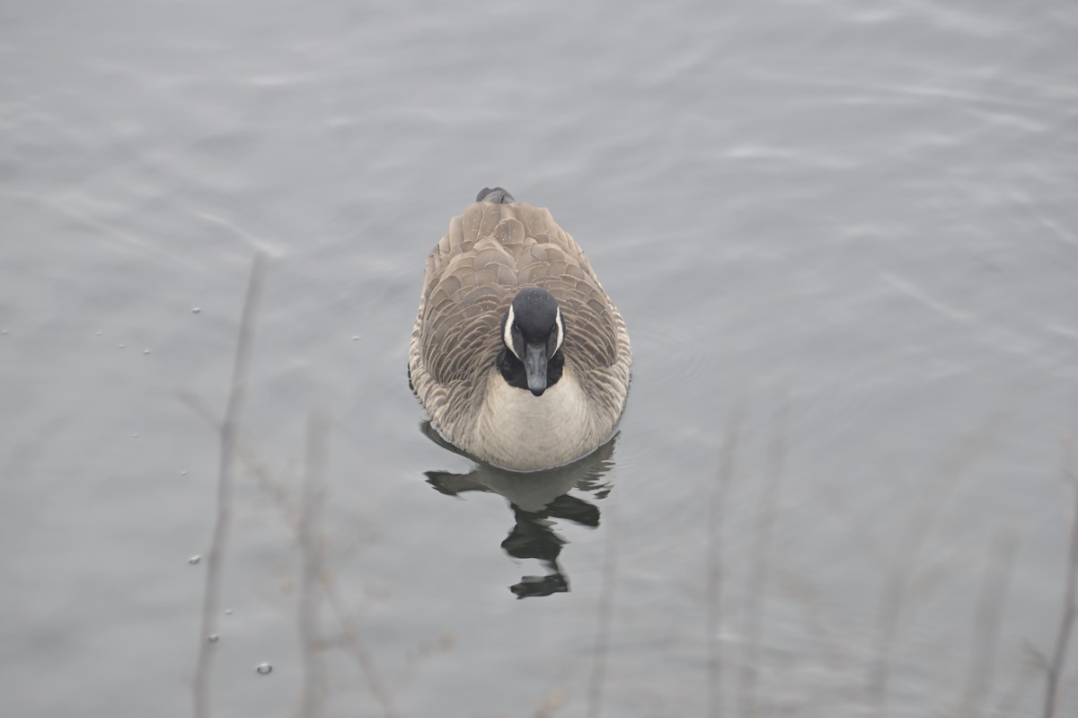 Canada Goose - Lisa C