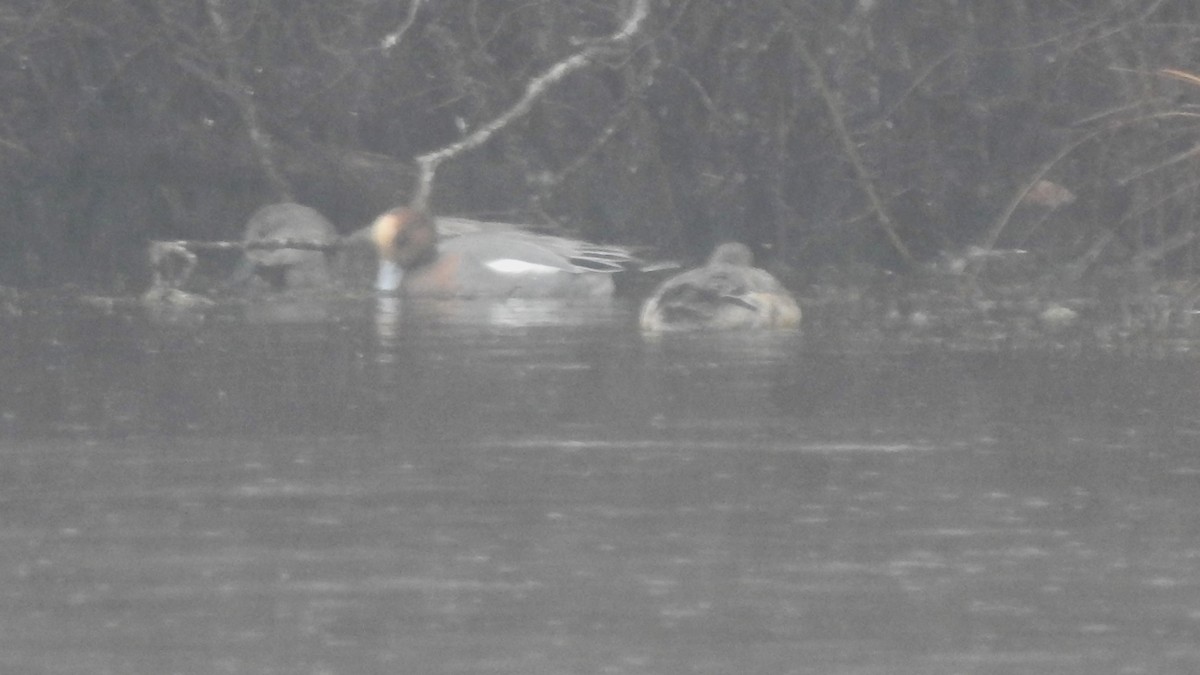 Eurasian Wigeon - Vincent Glasser