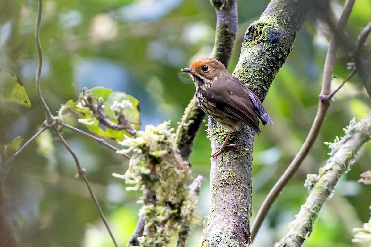 Ochre-fronted Antpitta - ML614020768