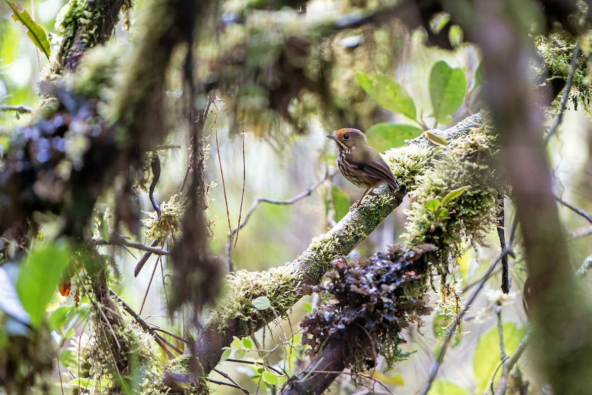 Ochre-fronted Antpitta - Daniel López-Velasco | Ornis Birding Expeditions