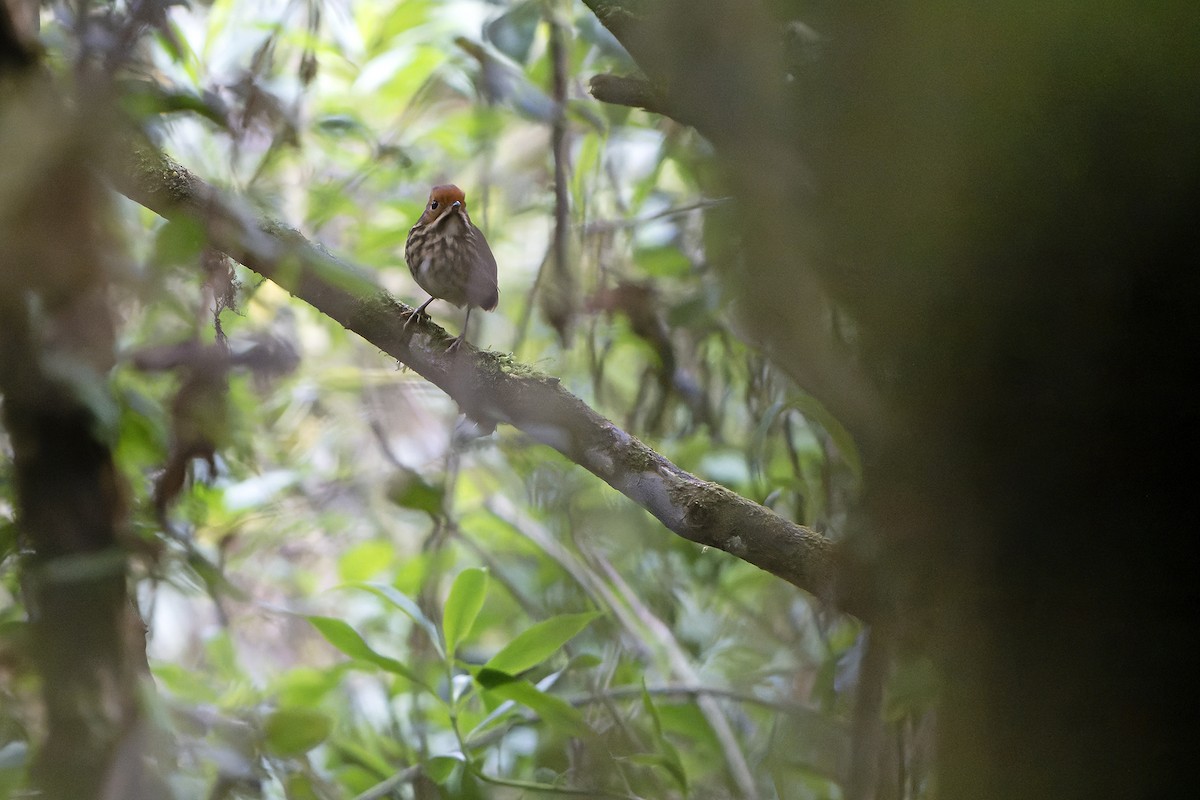 Понгіто бурий - ML614020773