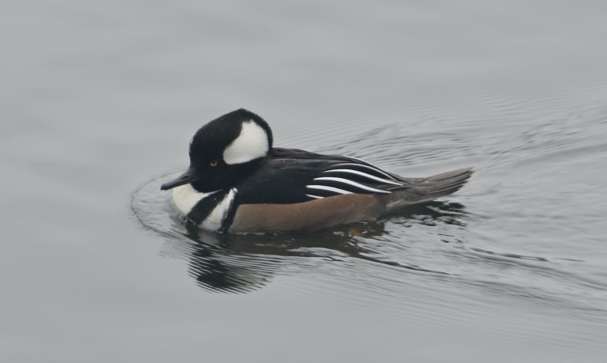 Hooded Merganser - ML614020803