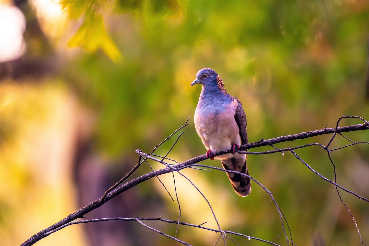 Bar-shouldered Dove - ML614020839