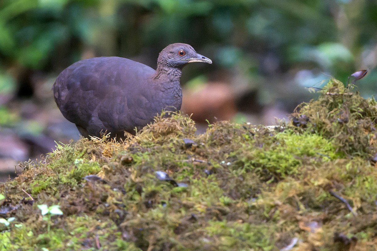 Cinereous Tinamou - Daniel López-Velasco | Ornis Birding Expeditions