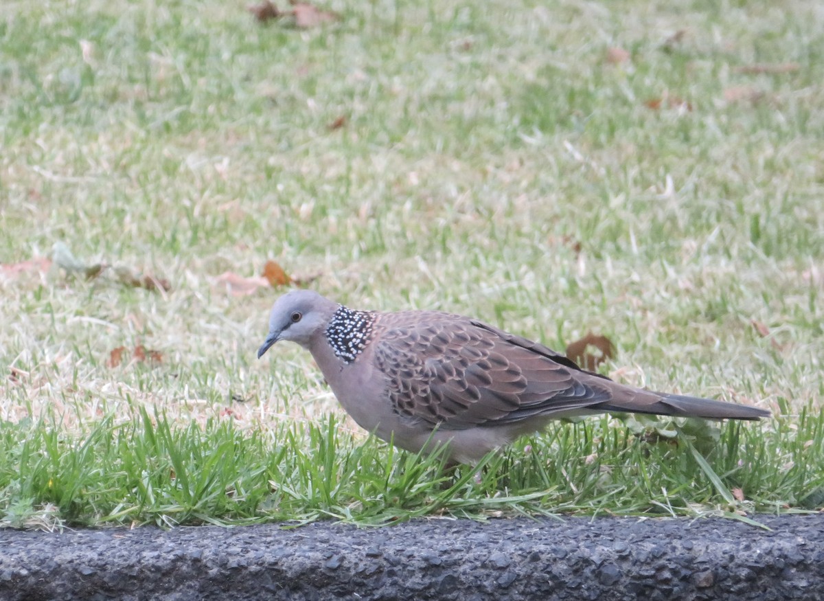 Spotted Dove - ron romano