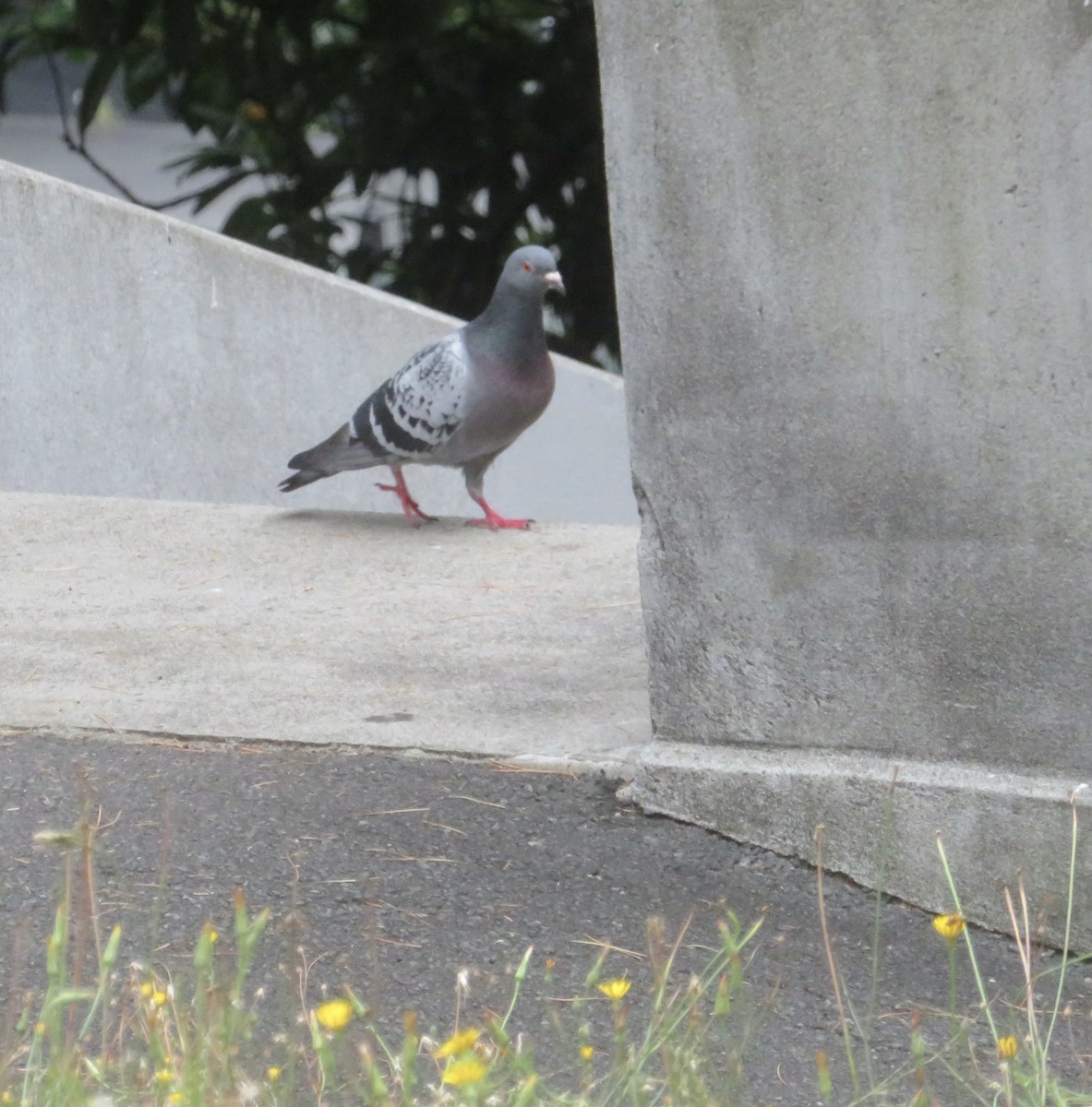 Rock Pigeon (Feral Pigeon) - ML614020876