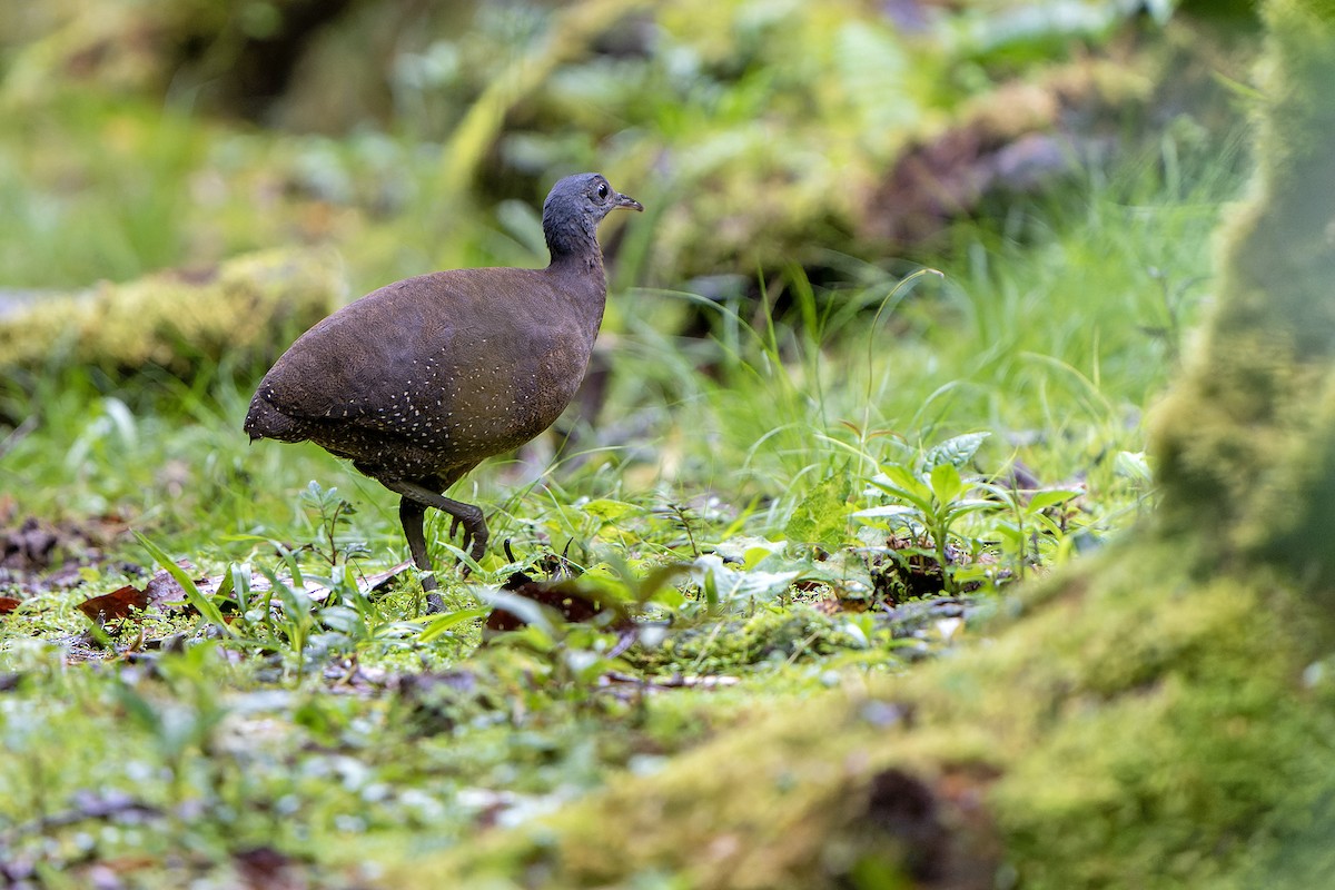 Hooded Tinamou - ML614020889