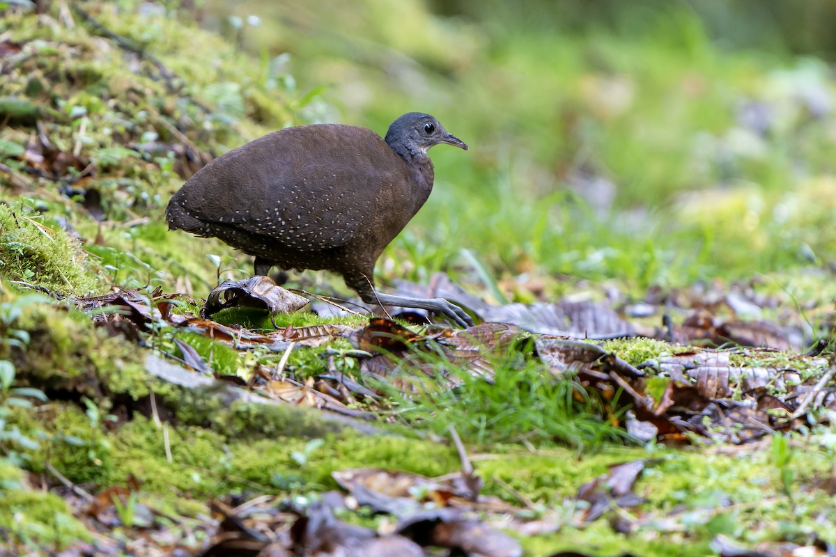 Hooded Tinamou - ML614020890