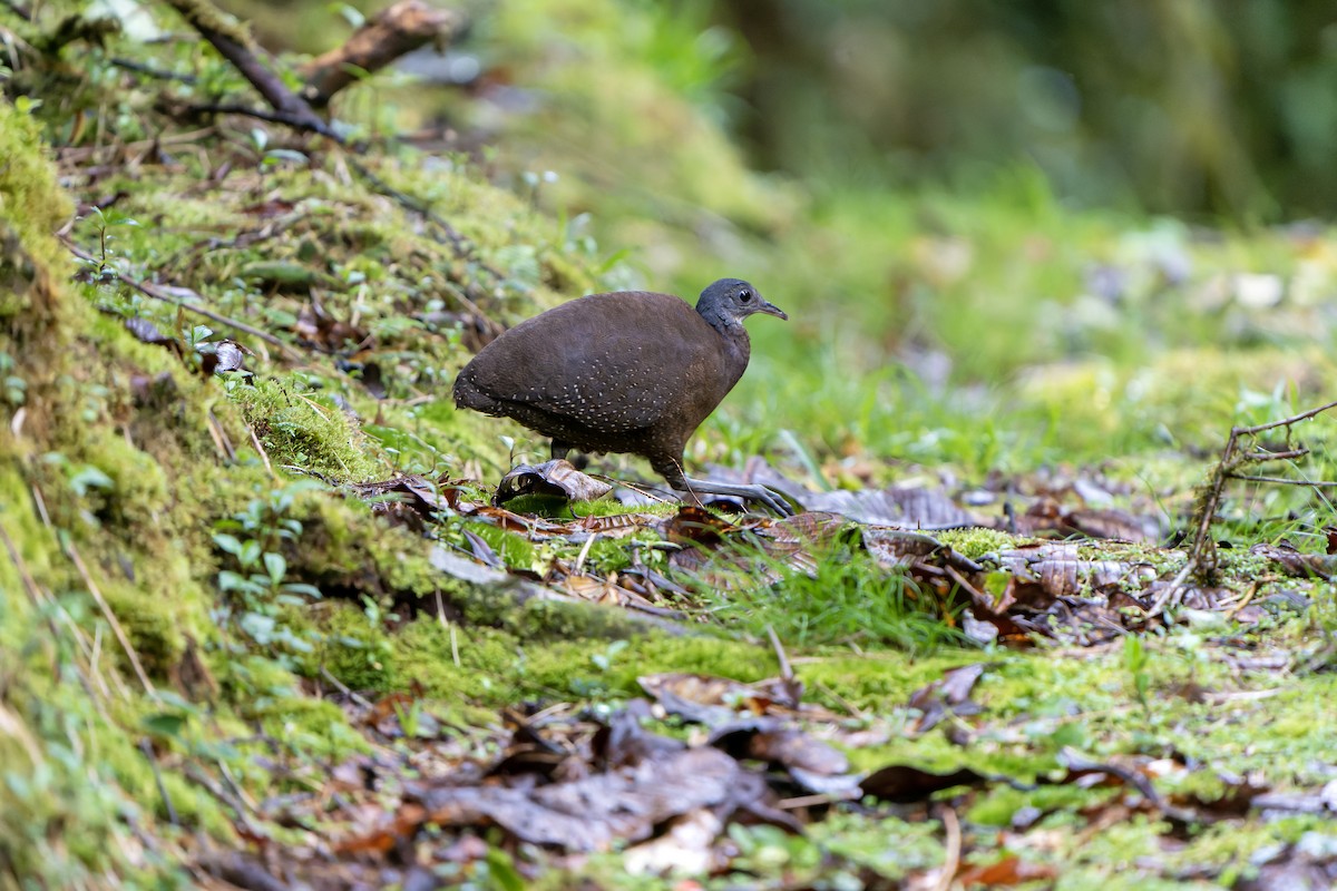 Hooded Tinamou - ML614020891