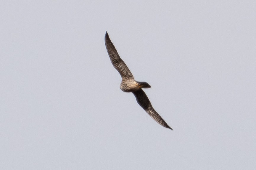 Peregrine Falcon - ML614020898