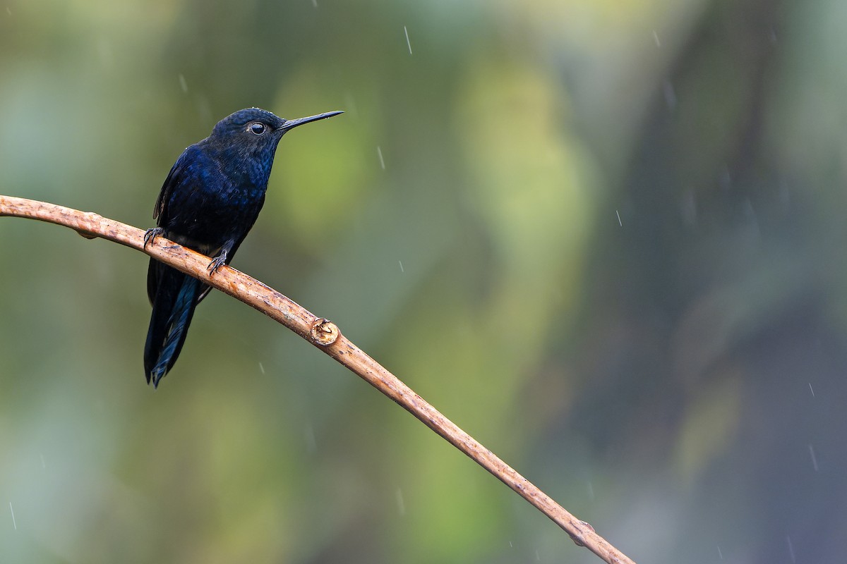 Royal Sunangel - Daniel López-Velasco | Ornis Birding Expeditions