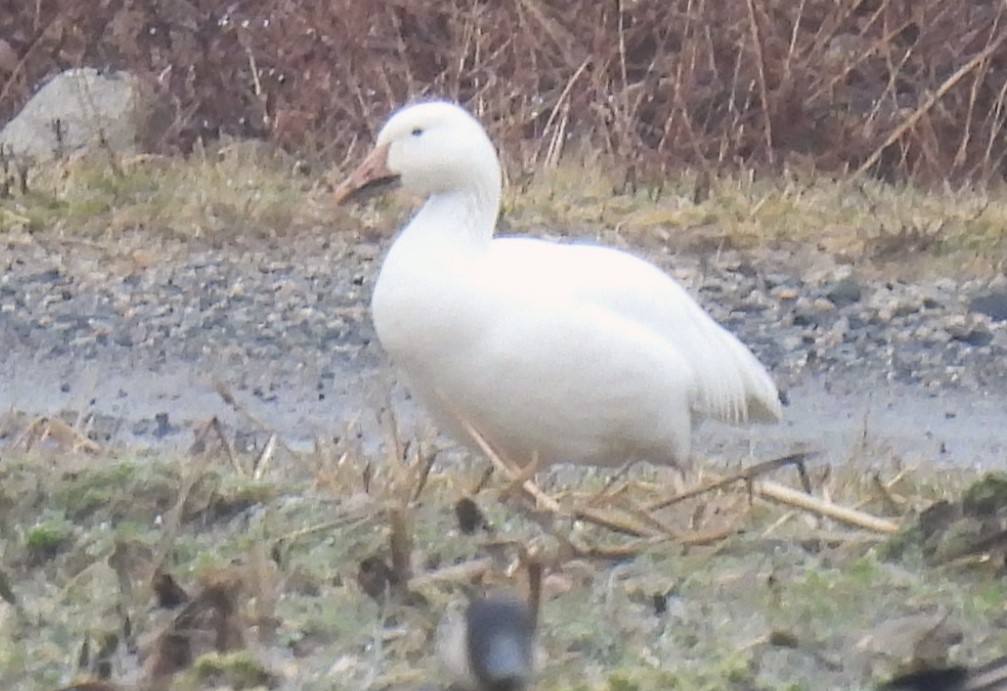 Snow Goose - ML614020981