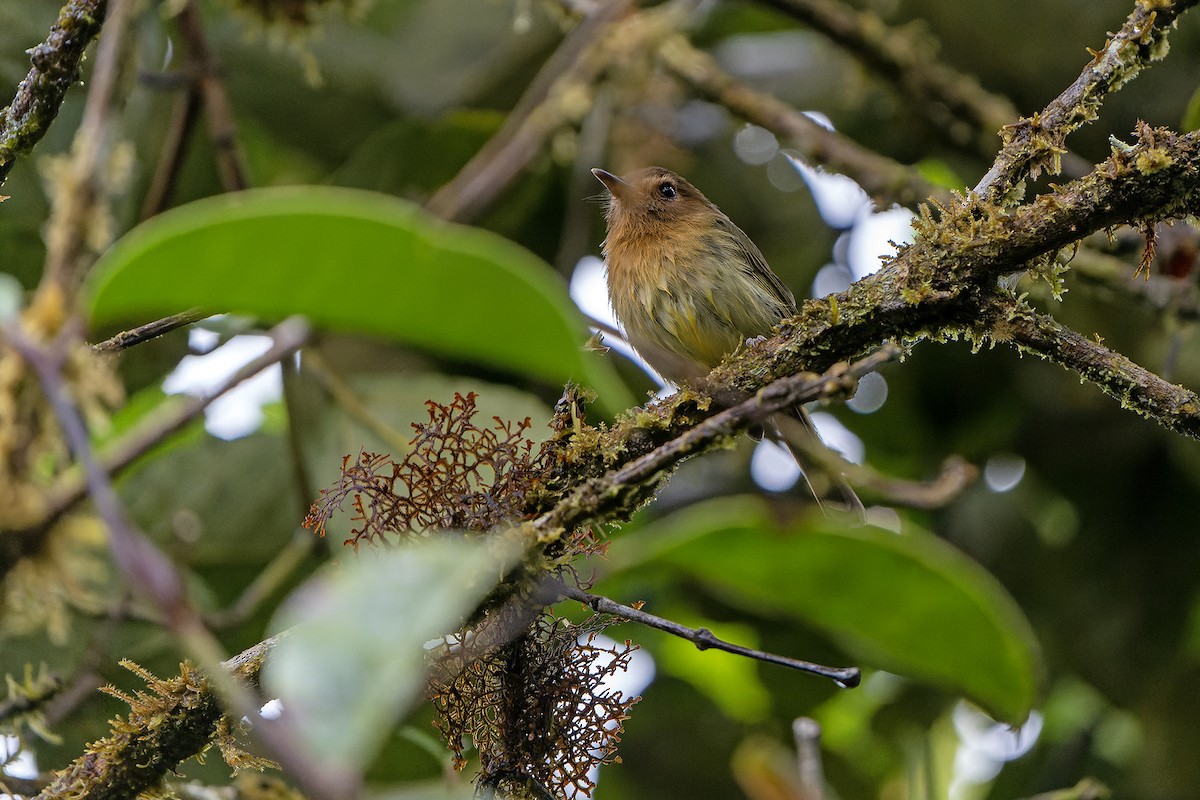 Cinnamon-breasted Tody-Tyrant - Daniel López-Velasco | Ornis Birding Expeditions