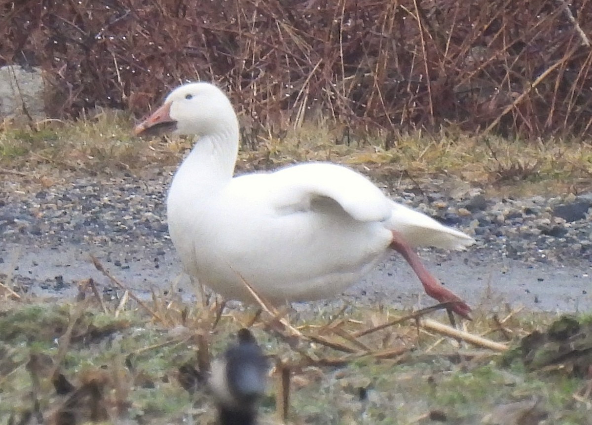 Snow Goose - ML614020998