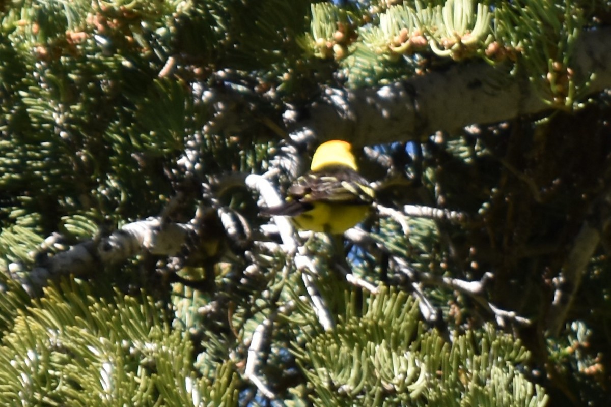 Western Tanager - ML61402101