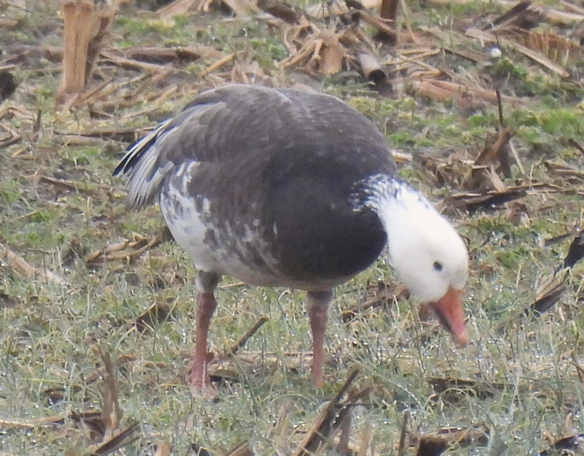 Snow Goose - Carol Baird Molander