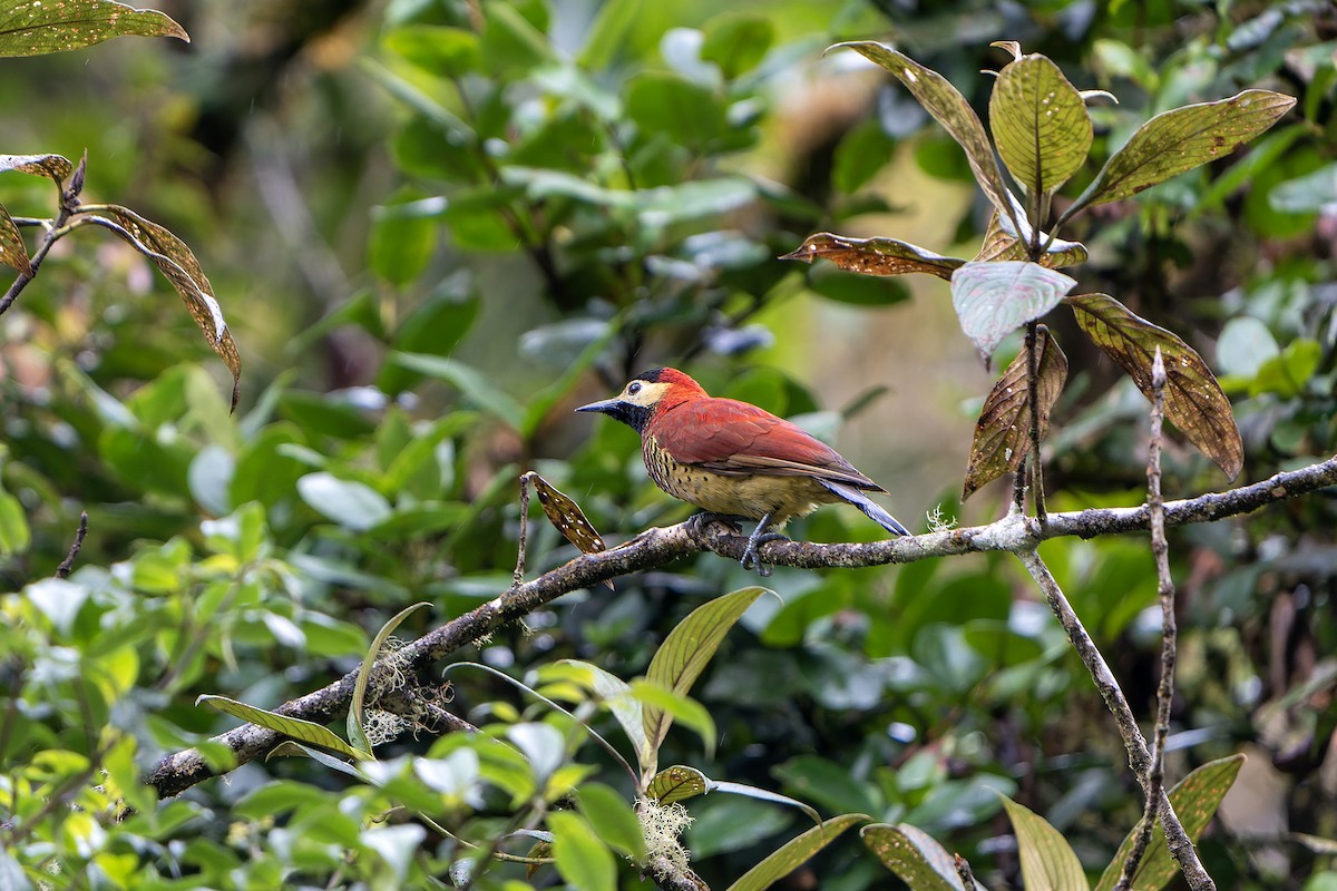 Crimson-mantled Woodpecker - Daniel López-Velasco | Ornis Birding Expeditions