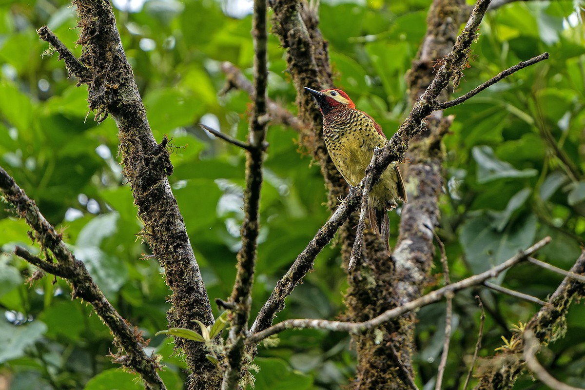 Crimson-mantled Woodpecker - Daniel López-Velasco | Ornis Birding Expeditions