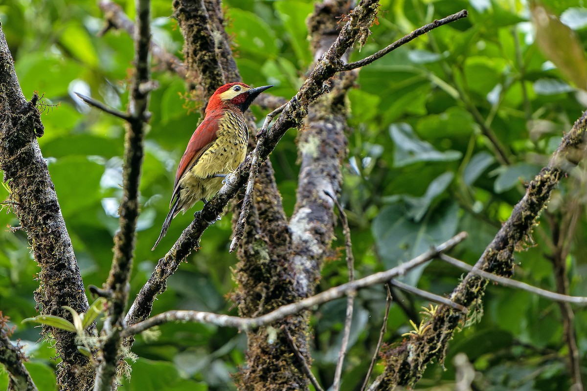 Crimson-mantled Woodpecker - Daniel López-Velasco | Ornis Birding Expeditions