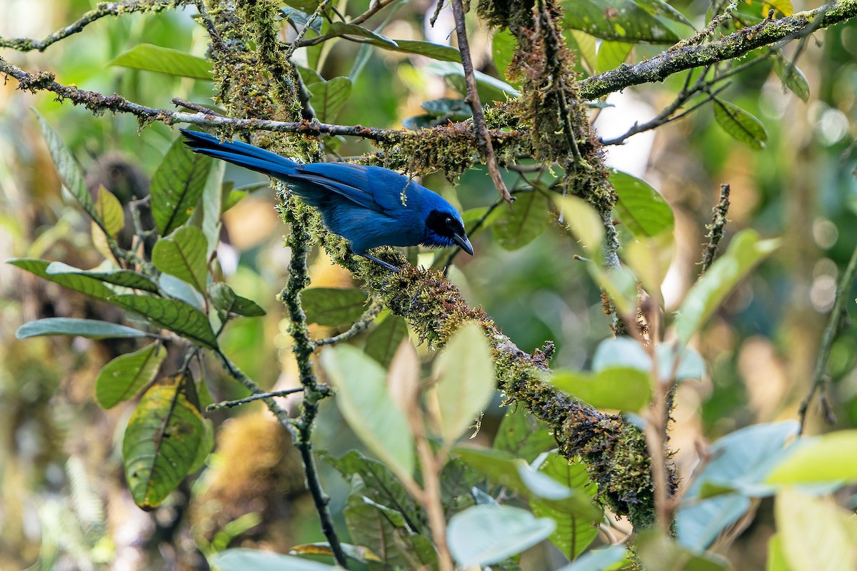 White-collared Jay - Daniel López-Velasco | Ornis Birding Expeditions