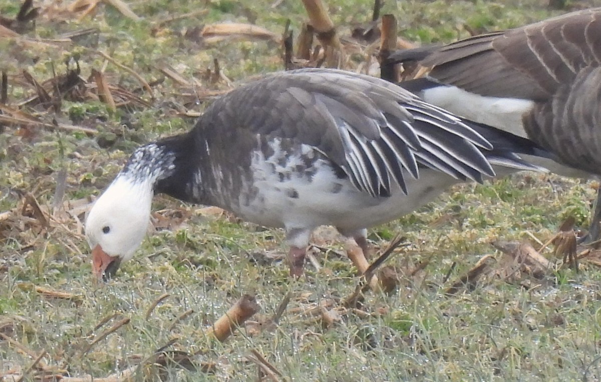 Snow Goose - ML614021046