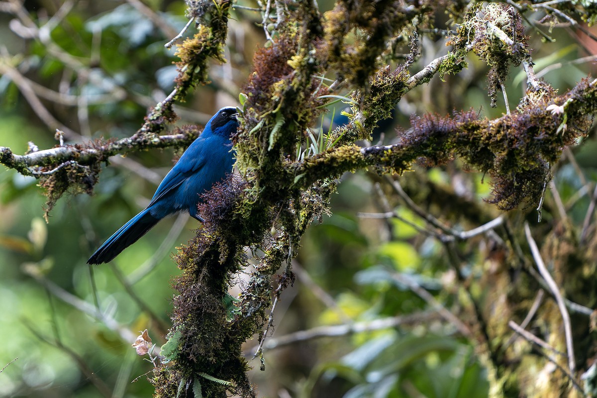 White-collared Jay - Daniel López-Velasco | Ornis Birding Expeditions