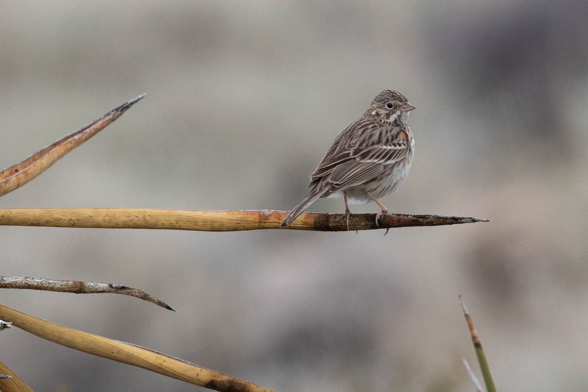Vesper Sparrow - ML614021062