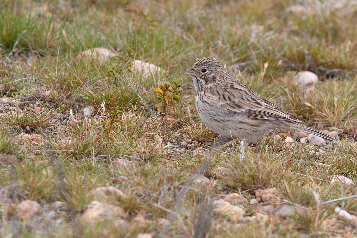 Vesper Sparrow - ML614021063