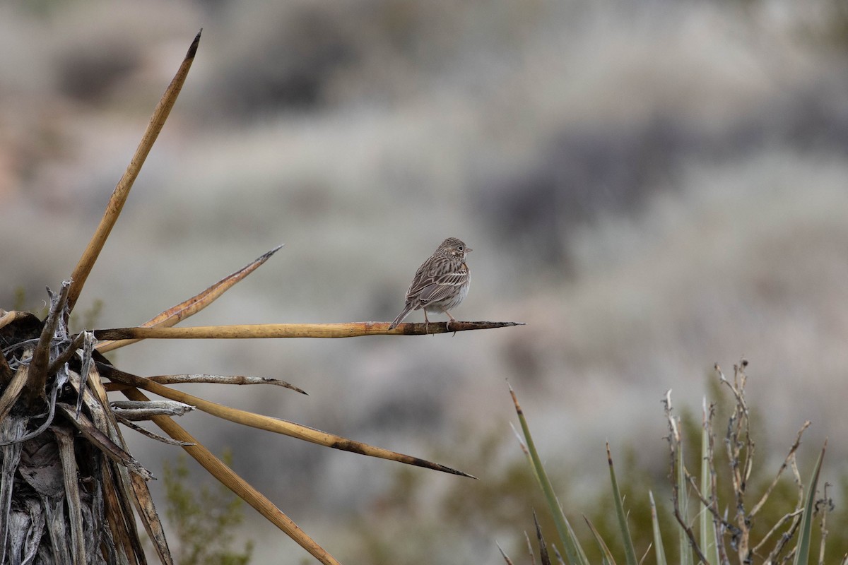 Vesper Sparrow - ML614021064